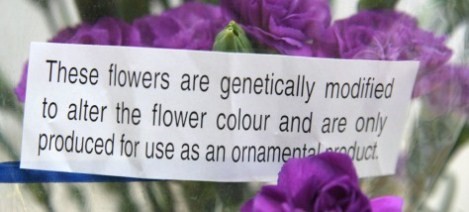 Exempel på märkning av en GMO-produkt. Bilden föreställer en blombukett med en lapp där det står "These flowers are genetically modified to alter the flower colour and are only produced for use as an ornamental product."