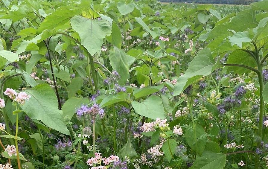 Blå och vita blommor och gröna växter.