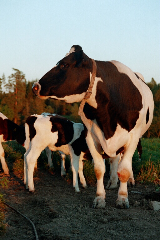 Ko med kalv som diar
